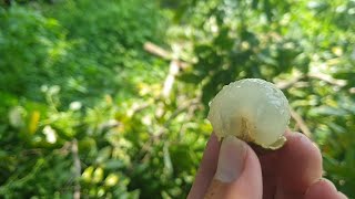 Taiwan Fresh Longan Picking - 現採 新鮮 龍眼 - 台灣 新鮮 好水果