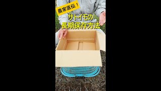 【里芋】自宅で簡単！長期保存方法【有機農家直伝！無農薬で育てる家庭菜園】　22/11/3　#shorts