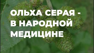 Ольха серая в народной медицине / Захар Травник