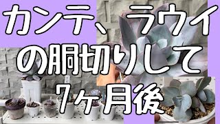 【多肉植物】②カンテ、ラウイの保険株作り、上手くいったかな？