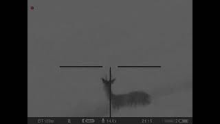 New season 2023 roe buck hunting - finding buck - Pulsar C50 NO IR