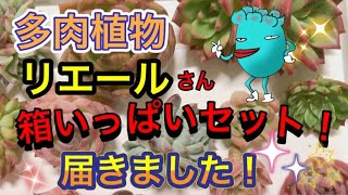 【多肉植物】狩っ多肉。リエールさん箱いっぱいセットで笑顔いっぱい！Lier.succulent