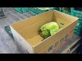 メタボに育てない野菜は丈夫に育つ【バズベジ】22 12 27