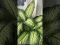 Dieffenbachia: The Easiest Houseplant to Care For