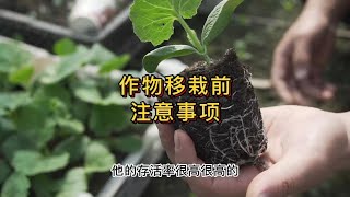 作物移栽前做好这几点，后期成活率极高