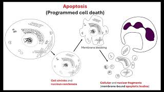 Body plan OCR A A-Level Biology Revision 6.1.1 Cellular control