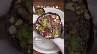 【多肉植物】土を変えるとこんなに成長するよ！