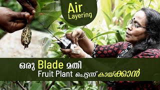 ഒരു Blade മതി ഫ്രൂട്ട് Plant പെട്ടന്ന് കായ്ക്കാൻ | Air Layering | Grafting | PRS Tips Malayalam