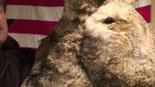 Giant Jackalope in Country store, Dubois - commercial