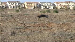 Golden Eagle Clobbers Dog