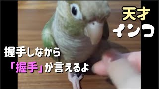 天才！【お喋りインコ】 握手しながら『あくしゅ』と喋るウロコインコ