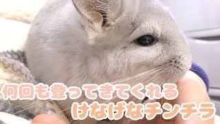 大好きなパパさんのお膝に何回も登ってくるチンチラが可愛すぎる！！Chinchilla not giving up