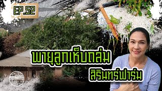 พายุลูกเห็บถล่มสิรินทร์ฟาร์ม - Sirin Farm (EP. 52)