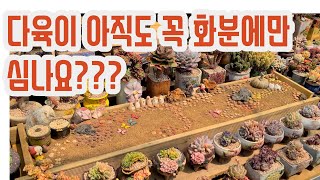 다육이 화분 말고 이렇게도 심어보세요(多肉植物)(たにくしょくぶつ)