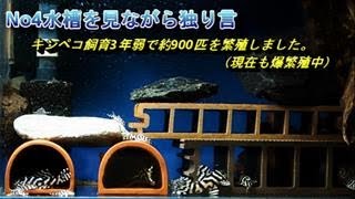 No4水槽を見ながら独り言：キンペコ飼育3年弱で約900匹を繁殖しました。現在も爆繁殖中