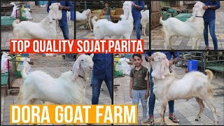 TOP QUALITY PATIRA,SOJAT ANDUL PLAYFULL BAKRE DORA GOAT FARM BHIWANDI MAHAPOLI.