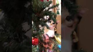 ツリーに登る猫　#猫 #ねこのいる暮らし #クリスマス