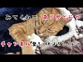 【猫】レッサーパンダのぬいぐるみに威嚇するかわいい子猫