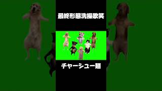 【猫ミーム】最終形態洗操歌笑【音量注意】#shorts