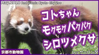 レッサーパンダ コトちゃん モグモグ パクパク シロツメクサ お食事 京都市動物園 Red panda Kyoto City Zoo