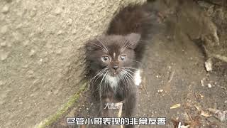 偶遇一只超凶的小猫、它长的实在太漂亮了、就是脾气有点大#流浪猫 #关爱流浪动物 #萌宠