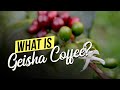 What is Geisha Coffee?