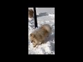 funniest animal videos 2024 😁funny pet videos − funny pets