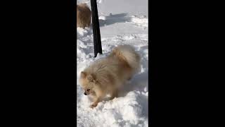 Funniest animal Videos 2024 😁Funny Pet Videos − Funny Pets