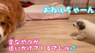 《グレートピレニーズのパピーがやって来たよ\u0026それぞれの反応》 ピレバニ