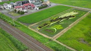 田んぼアート岩手県石鳥谷町♪2023 7 7