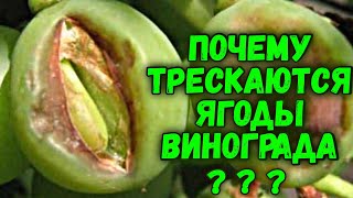 Почему трескаются ягоды винограда?