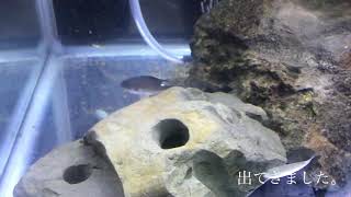 スズメダイが取れたので水槽に入れて観賞用にしました。　海水魚　飼育