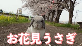 うさぎさんと初めてのお花見うさんぽ🌸【ホーランドロップ】