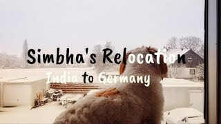 Travelling with our pet from India to Germany | Shihtzu pet in Cabin | Bangalore to Frankfurt