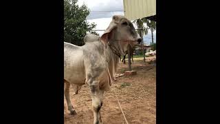 កូនគោស្ទាវឡាយស្អាត ,Khmer cow #cow