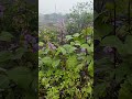 red indian broad beans flowering and fruiting सेमी ଶିମ୍ବ sem sheem avarai avarakkai broadbean