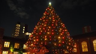 『立教大学クリスマスイルミネーション』高さ25ｍのヒマラヤ杉２本に1050個の色とりどりイルミネーション！幻想的な姿に感動！東京・池袋