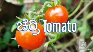 Cherry Tomato || ಚೆರ್ರಿ ಟೊಮೆಟೊ || ಗುಳ್ಳೆ ಟೊಮೆಟೊ