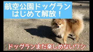 航空公園ドッグラン　はじめて解放