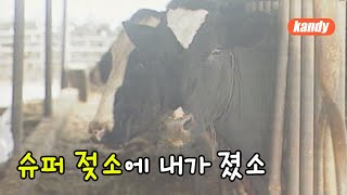 슈퍼 젖소 ㅣ 캔디🍬