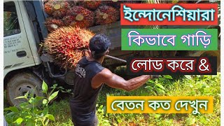 ইন্দোনেশিয়ারা কিভাবে পাম ফল গাড়িতে লোড করে?Angkat buah sawit malaysia..PROSES LOADING BUAH ll Salary