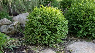 How to Trim and Shape Any Evergreen Shrub