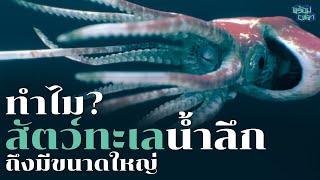 ทำไมทะเลลึกถึงเต็มไปด้วยสัตว์ขนาดยักษ์ Deep-Sea Gigantism