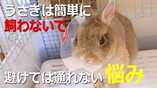 【うさぎの避妊手術】手術のリスクか子宮癌８０％か  [Rabbit sterilization]