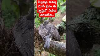 వర్షంలో తమ పిల్లలను తడవకుండా  తల్లి చేసిన త్యాగం చూస్తే ప్రతి ఒక్కరు ఫిదా వాలిస్తే