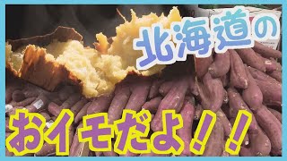 蜜たっぷり！アツアツの焼きイモにスイーツも　生産量が急増　広がる北海道産のサツマイモ