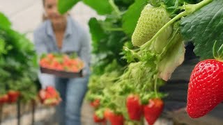 ஜெர்மனி ஸ்ட்ராபெர்ரி தோட்டம்|german strawberry farmers