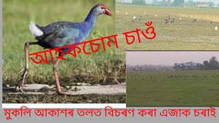 মুকলি আকাশৰ তলত বিচৰণ কৰা এজাক পক্ষী।