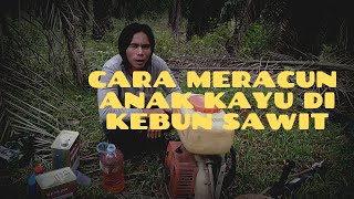 Ini lah Cara meracun anak kayu di perkebunan sawit pasti semuanya mati..❗