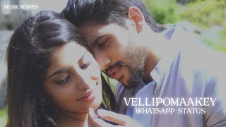 Vellipomaakey Song Whatsapp Status | ARR | Nagachaitanya | sahasam swasaga sagipo movie